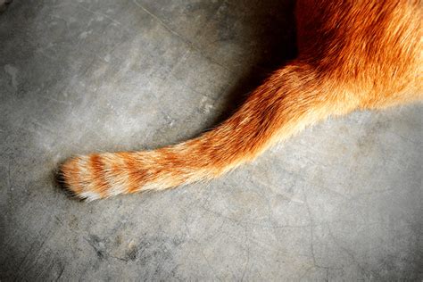 tail injuries  cats  catch  cat   tail catgazette