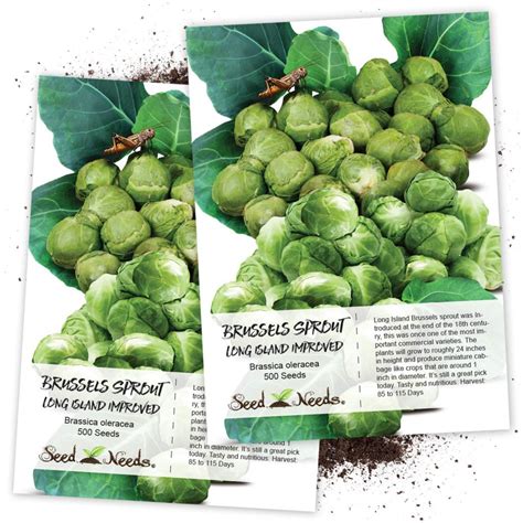 grow brussel sprouts successfully   time grow gardener