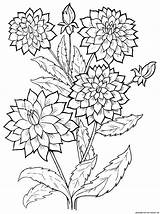 Flowers Coloring Dahlia Plants Pages Drawing Flower Printable Vase Mandala Bird Pattern Choose Board sketch template