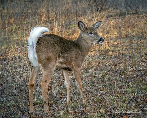 young white tail deer photograph  leeann mclanegoetz