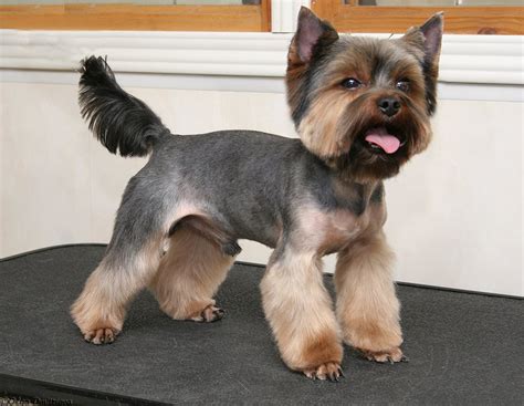 yorkie hairstyles  males yorkshire terrier haircuts page
