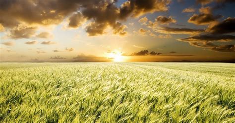 gambar wallpaper ladang gandum terindah
