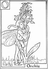 Fairies Orchis Barker Cicely Fadas Momes Tresor Feerique Gratuit Kleurplaten sketch template