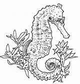Coloring Seahorse Pages Realistic Adults Adult Drawing Carle Eric Horse Sea Drawings Seahorses Colouring Color Printable Print Sheets Popular Uniquecoloringpages sketch template