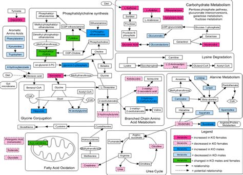 diagram of metabolic pathways involving metabolites