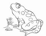 Coloring Pages Reptile Library Clipart Katak Daun Atas Teratai Di sketch template
