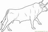 Mewarnai Cow Darat Hewan Banteng Jantan Kumpulan Sketsa Putih sketch template