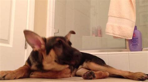 jaxson rose the german shepherd dances to the song low by flo rida