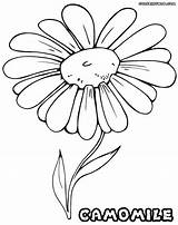 Camomile Chamomile Designlooter Getdrawings sketch template