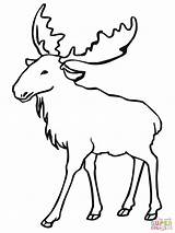 Moose Coloring Pages Elk Clipart Drawing Animal Outlines Printable Color Line Eurasian Animals Bull Print Kids Super Drawings sketch template