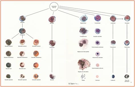 white blood cells description classification  formation medical