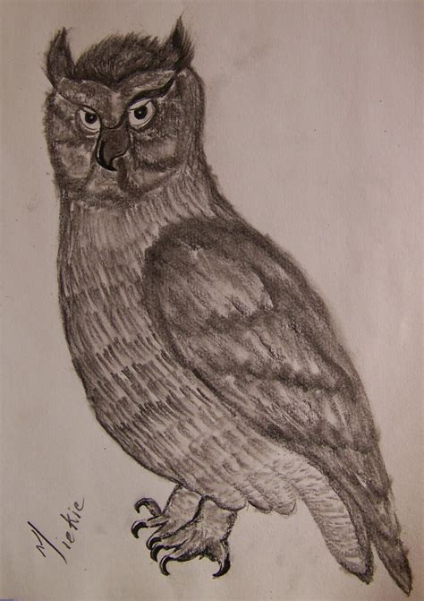 pretty talent blog learn  draw   realistic owl step  step
