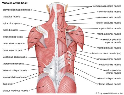 erector spinae muscles vertebrae  britannica