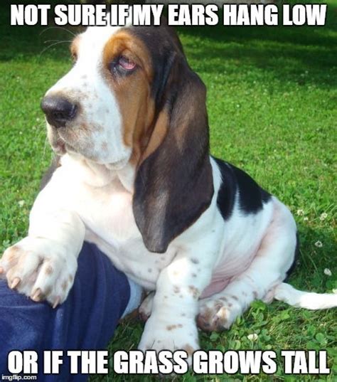 The 35 Funniest Basset Hound Memes Of All Time Page 2 Of