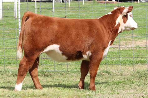 leonard polled herefords sale closes tonight  pulse