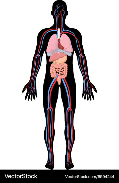 Cartoon Human Body Anatomy Royalty Free Vector Image