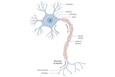 neuron anatomy nerve impulses  classifications