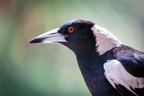 survive magpie swooping season curious