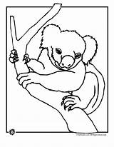 Koala Kolorowanki Bears Woo Dzieci Woojr Coloringhome sketch template