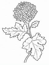 Crisantemo Chrysanthemum Colorear Crizantema Flor Colouring Toamna Disegnidacolorareperadulti Coloringpagesforadult Gradinita sketch template