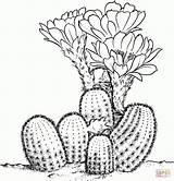 Cactus Coloring Pages Desert Drawing Clipart Printable Sheets Lobivia Pear Prickly Dessin Colorier Drawings Cactaceae Supercoloring Flower Plants Plant Color sketch template