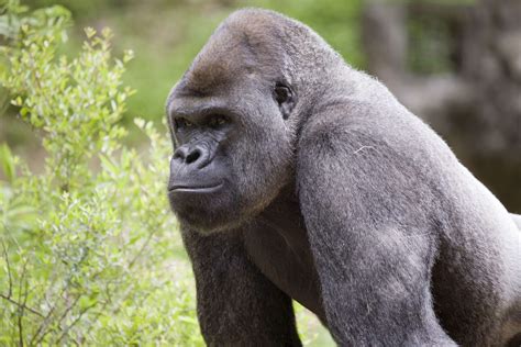 pioneering research  gorilla behavior zoo atlanta