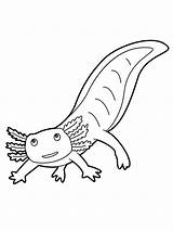 Salamander Salamanders Amphibian sketch template
