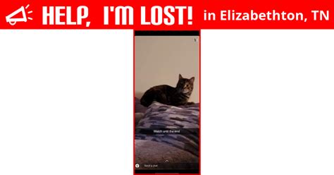 lost cat elizabethton tennessee dusty