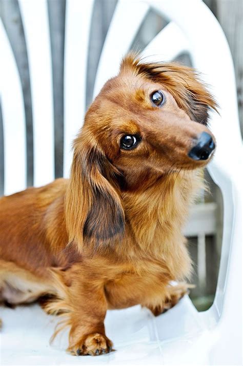 3763 best images about dachshunds and friends on pinterest