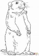 Groundhog Marmotte Woodchuck Debout Colorare Ausmalbilder Printable Disegni Outline Murmeltier Marmotta Marmota Prateria Groundhogs Colorir Drawings Colouring Zeichnen Piedi Maternelle sketch template