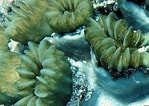 Afbeeldingsresultaten voor "eusmilia Fastigiata". Grootte: 149 x 106. Bron: coralpedia.bio.warwick.ac.uk