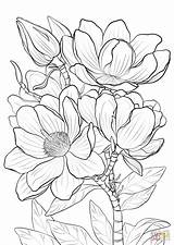 Magnolia Coloring Flower Para Pages Colorear Book Sheets Imprimir Dibujos Adults Choose Board State Printable Dibujo Supercoloring sketch template