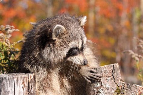 raccoon stock image image  wildlife mammal plants