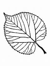 Leaf Coloring Printable Pages Basswood Drawing Template Leaves Weed Color Fall Aspen Simple Beech Maple Plant Getdrawings Tree Shelter American sketch template