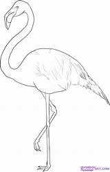 Flamingo Draw Drawing Outline Bird Greater Step Flamingos Simple Drawings Pink Cartoon Birds Dessin Painting Dragoart Coloring Animal Sketch Et sketch template