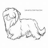 Chinese Crested Powderpuff Dog Color Coloring Pages Own Drawing Index Musings Inkspired sketch template