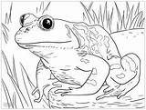 Frogs Grenouille Grenouilles Coloriages sketch template