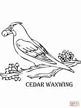 Cedar Waxwing Coloring Pages Tree Drawing Perched Printable Color Online Print Getdrawings sketch template