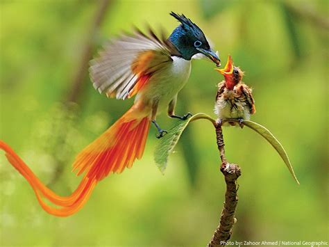 Interesting Facts About Birds Of Paradise Just Fun Facts