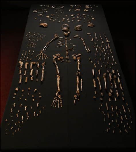 discovery  homo naledi adds   branch   human family tree