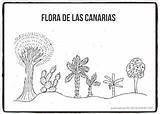Colorear Flora Canaria Canario Tajinaste sketch template