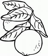 Coloring Pages Lemon Beetroot sketch template