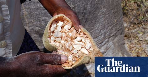 Baobab The ‘superfruit’ That Hails From Humble Roots In Malawi In