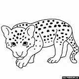 Cheetah Cheetahs Thecolor sketch template