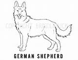 Duitse Herder Hond Kleurplaten Herdershond Kleuren Volwassen sketch template