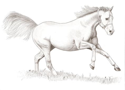 horse drawing pictures drawing pictures