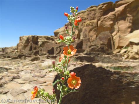east facing globemallow flowers annes travels