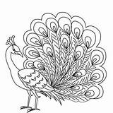 Peacock Coloring Drawing Simple Easy Pages Peafowl Beautiful Male Kids Cartoon Colouring Sketch Getdrawings Gorgeous Indian Elegant Peacocks Bird Color sketch template