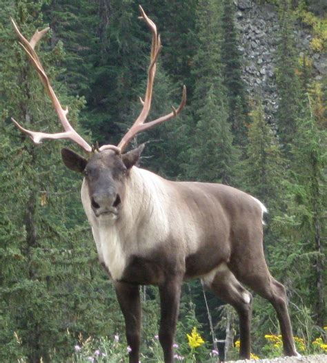 caribou animals facts photographs  wildlife