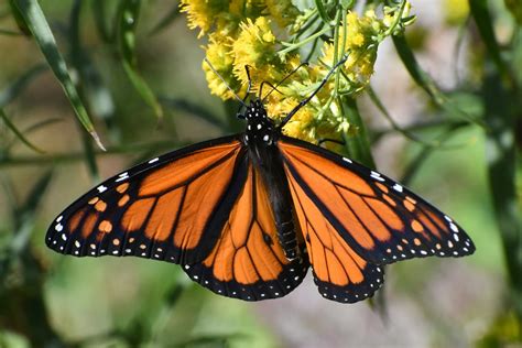 sexual dimorphism in monarchs crow s path college